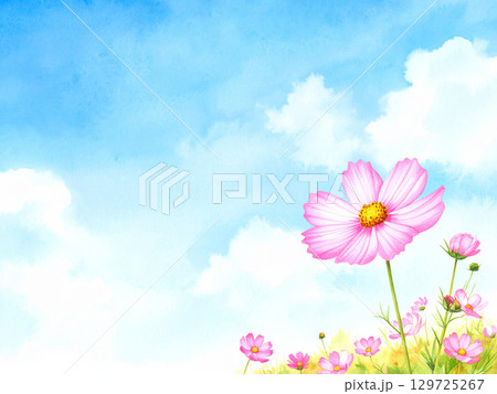 コスモスと青空 129725267