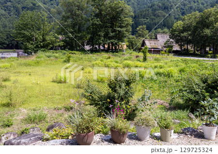 夏の新緑に包まれた白川郷の田園風景 129725324