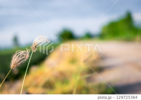 Nature of grass field, flower grass with sunlight 129725364