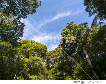 夏の青空と新緑の樹木 129725408