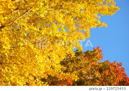 青空に映える紅葉 青空に映える紅葉 129725433