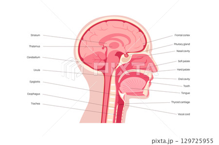 Upper respiratory tract and brain 129725955