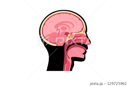 Upper respiratory tract and brain 129725962