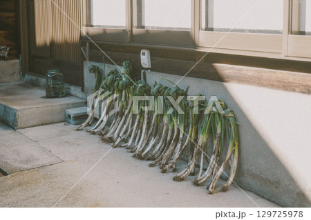 古民家の軒先に干されたネギ 129725978