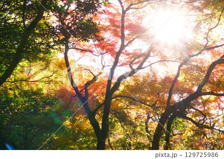 秋の空を覆う森林の紅葉と太陽の光 129725986