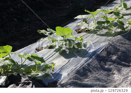 酷暑のカボチャ畑、朝 129726329