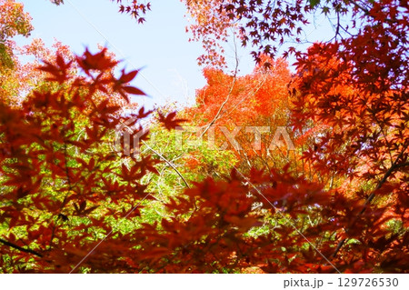 秋に赤く色づく紅葉の葉 129726530