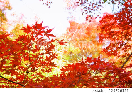 青空に映える鮮やかな紅葉 129726531