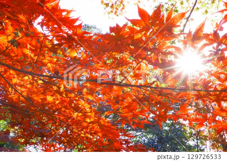 紅葉した葉から見える光 紅葉した葉から見える光 129726533