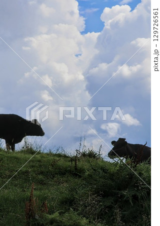 「四国カルスト」再会？出会い？見つめ合う牛 129726561