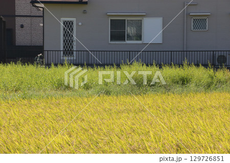 除草剤が効かなか除草剤が効かなかった水田った水田 129726851