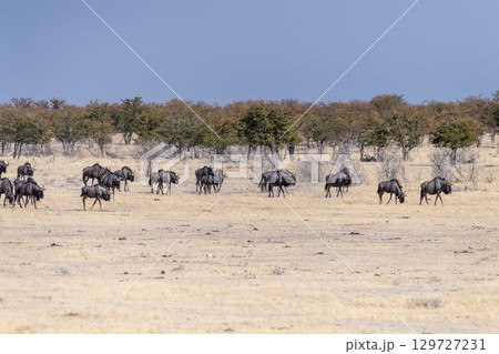 A Herd of blue wildebeest in Etosha 129727231