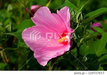 信濃川・やすらぎ堤の芙蓉 129727657