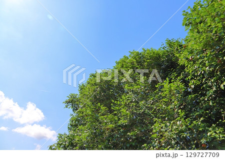 夏の椿の木 青空 夏の椿の木 青空 129727709