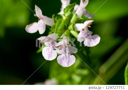 信濃川・やすらぎ堤の犬胡麻 129727751