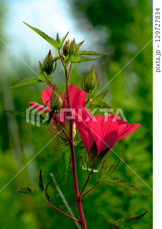信濃川・やすらぎ堤の紅葉葵 129727834