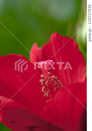 信濃川・やすらぎ堤の紅葉葵 信濃川・やすらぎ堤の紅葉葵 129727836