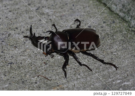 カブトムシ カブトムシ 129727849