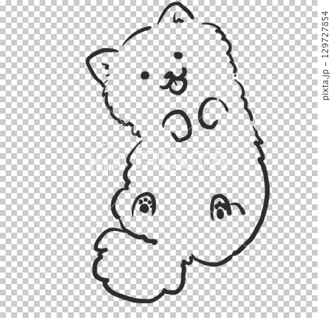 圖:一隻微笑著露出肚子的博美犬。狗狗插圖。 圖:一隻微笑著露出肚子的博美犬。狗狗插圖。 129727854