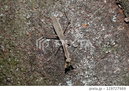 かまきり 129727989