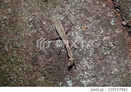 かまきり 129727991