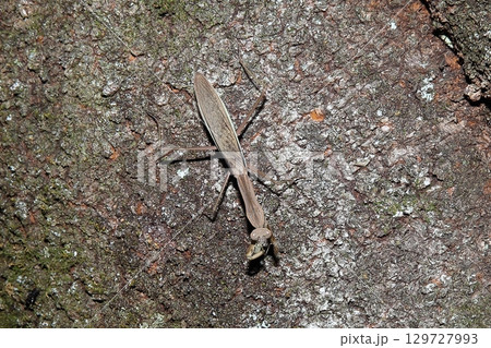 かまきり かまきり 129727993