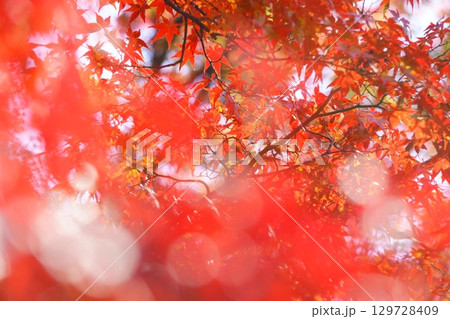 玉ボケを入れた真っ赤な紅葉 129728409