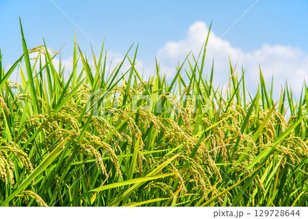 収穫前の稲穂と青空 129728644