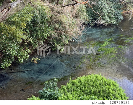 静岡県・柿田川湧水のコバルトブルーな美しい湧き水 静岡県・柿田川湧水のコバルトブルーな美しい湧き水 129729182