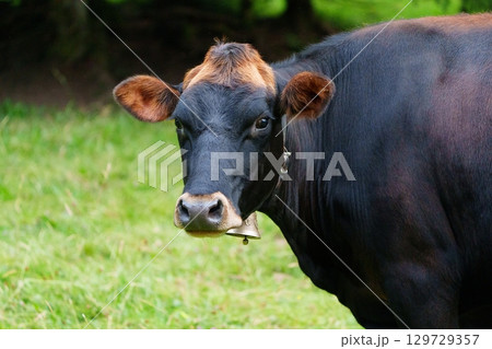 Curious Brown and Black Cow Grazing in a Lush Meadow in the Countryside Landscape Curious Brown and Black Cow Grazing in a Lush Meadow in the Countryside Landscape 129729357