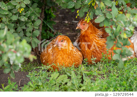 Two brown hens sitting on green grass under bushes. Farm birds rest in nature. 129729544