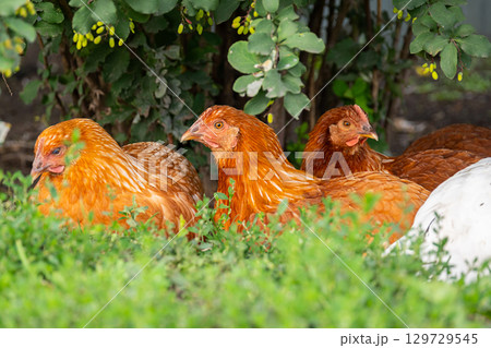 Group of brown hens resting on green grass in the garden. Group of brown hens resting on green grass in the garden. 129729545