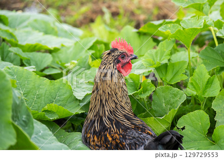 Close up of rooster in green garden. Farm bird among large plant leaves. Close up of rooster in green garden. Farm bird among large plant leaves. 129729553