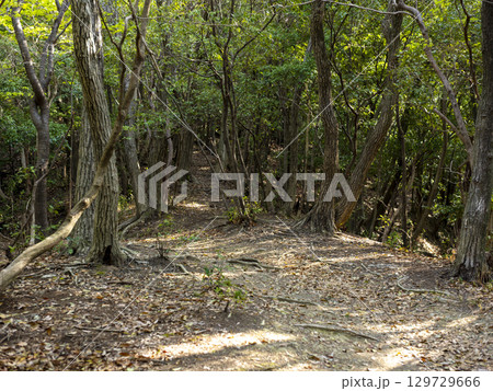 新緑の木々が覆い茂る山道の風景 新緑の木々が覆い茂る山道の風景 129729666