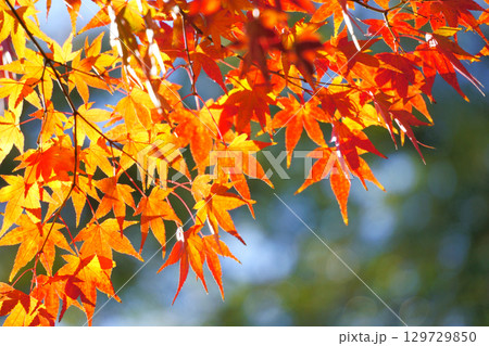 玉ボケを入れた背景に鮮やかな紅葉の葉 129729850