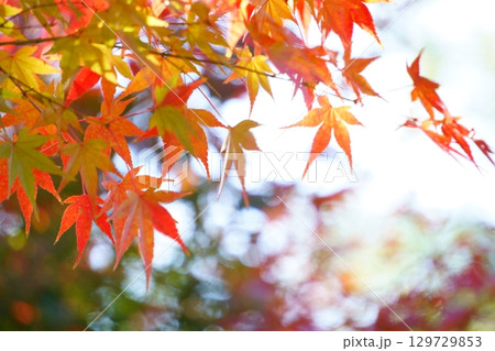 玉ボケと鮮やかな紅葉 玉ボケと鮮やかな紅葉 129729853