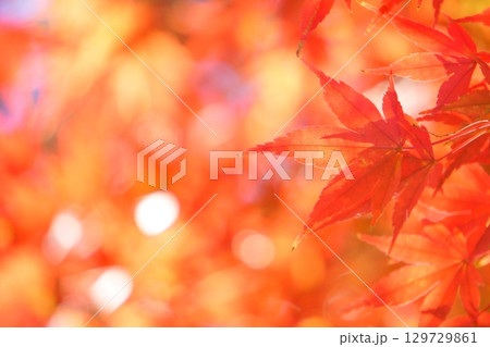 赤い背景に玉ボケを入れた紅葉の葉 赤い背景に玉ボケを入れた紅葉の葉 129729861