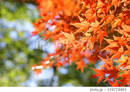 背景に玉ボケを入れたもみじの葉 129729865