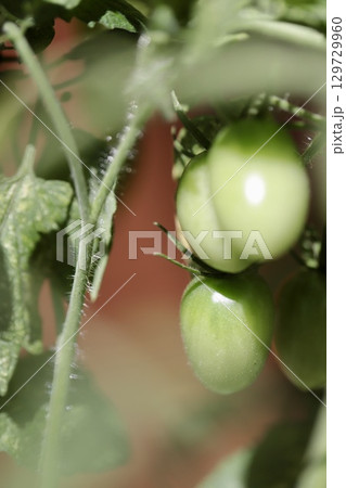 家庭菜園で無農薬栽培している未完熟ミニトマト 家庭菜園で無農薬栽培している未完熟ミニトマト 129729960