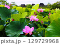 吉野ヶ里歴史公園大賀ハス見ごろ 129729968