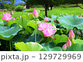 吉野ヶ里歴史公園大賀ハス見ごろ 129729969
