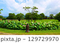 吉野ヶ里歴史公園大賀ハス見ごろ 129729970