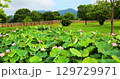 吉野ヶ里歴史公園大賀ハス見ごろ 129729971