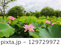 吉野ヶ里歴史公園大賀ハス見ごろ 129729972
