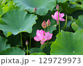 吉野ヶ里歴史公園大賀ハス見ごろ 129729973