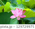 吉野ヶ里歴史公園大賀ハス見ごろ 129729975