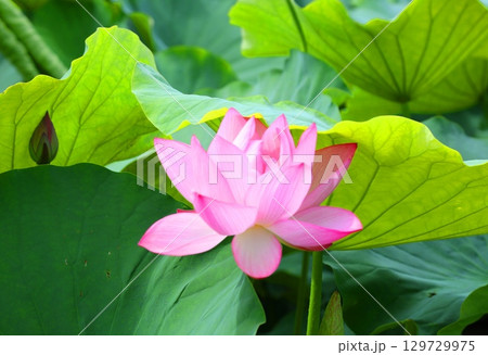 吉野ヶ里歴史公園大賀ハス見ごろ 129729975