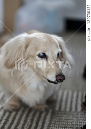 白内障のミニチュアダックス　眼の病気を患っている犬 129730122