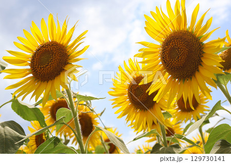 ひまわり畑にある元気なひまわりの様子 ひまわり畑にある元気なひまわりの様子 129730141