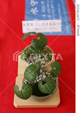 京都下鴨神社の双葉葵（ふたばあおい） 129730162